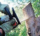 How Our Tree Care Process Works  in  Elizabeth, PA
