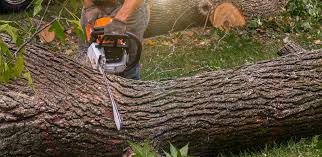 Best Commercial Tree Services  in Elizabeth, PA