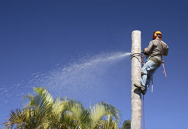 Best Fruit Tree Pruning  in Elizabeth, PA