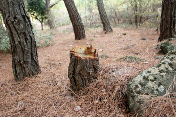 Trusted Elizabeth, PA Tree Care Experts