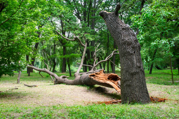 Best Utility Line Clearance  in Elizabeth, PA
