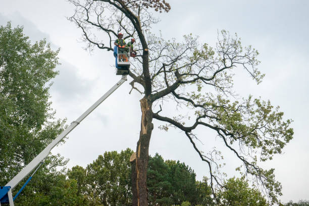 Best Palm Tree Trimming  in Elizabeth, PA