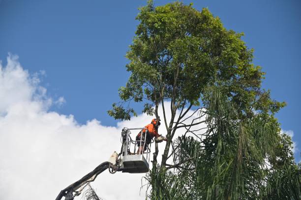 Leaf Removal in Elizabeth, PA