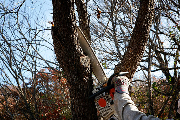 Best Stump Grinding and Removal  in Elizabeth, PA