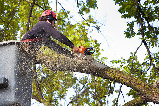 Elizabeth, PA Tree Care Pros