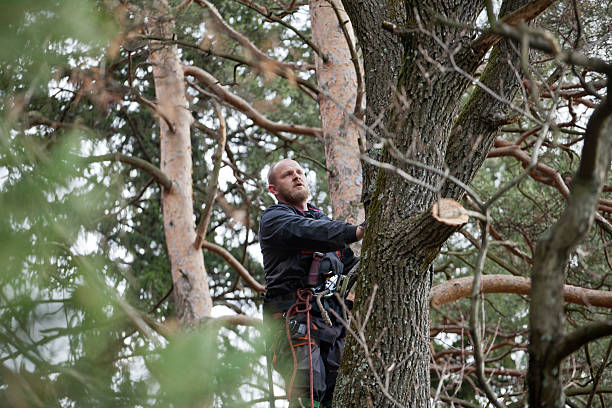 Best Emergency Tree Removal  in Elizabeth, PA