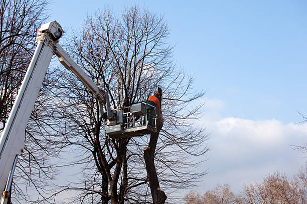 Best Tree Trimming and Pruning  in Elizabeth, PA