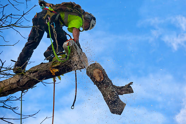 Best Arborist Consultation Services  in Elizabeth, PA