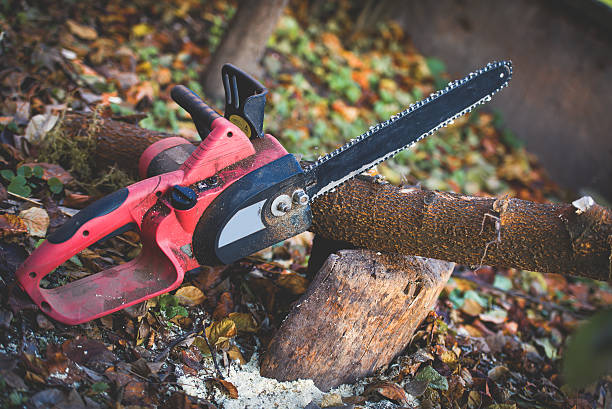 Best Hazardous Tree Removal  in Elizabeth, PA