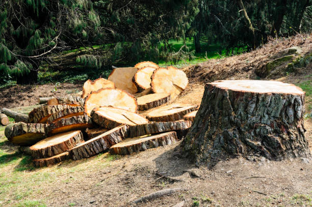 Best Tree and Shrub Care  in Elizabeth, PA